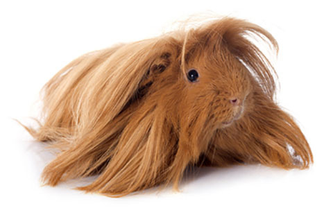 Peruvian