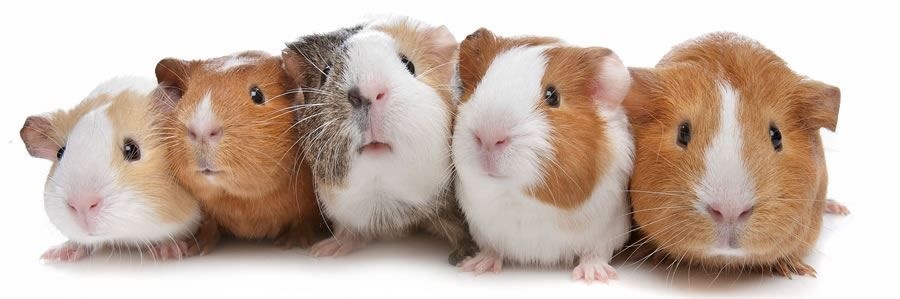 Cavia's