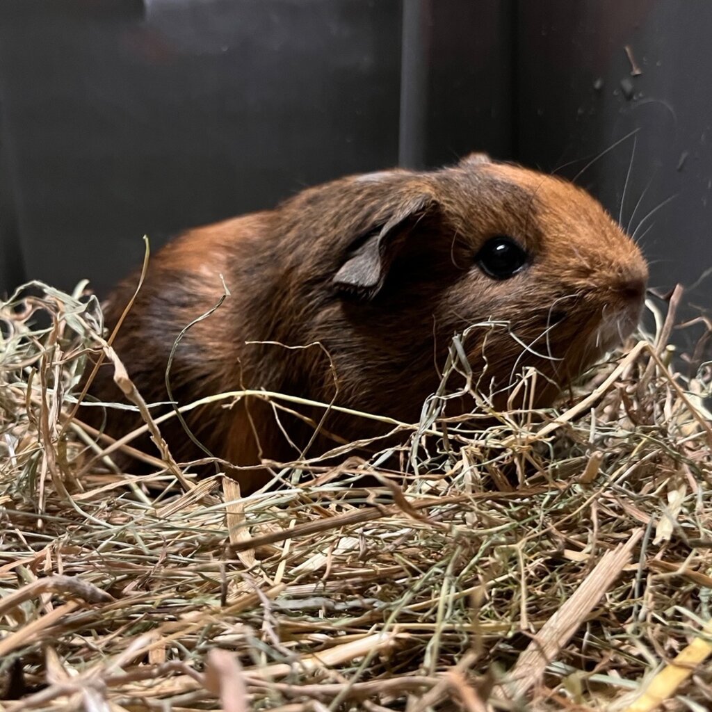Barney's Barn Cavia Gladhaar man 0002