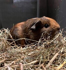 Barney's Barn Cavia Gladhaar man 0002
