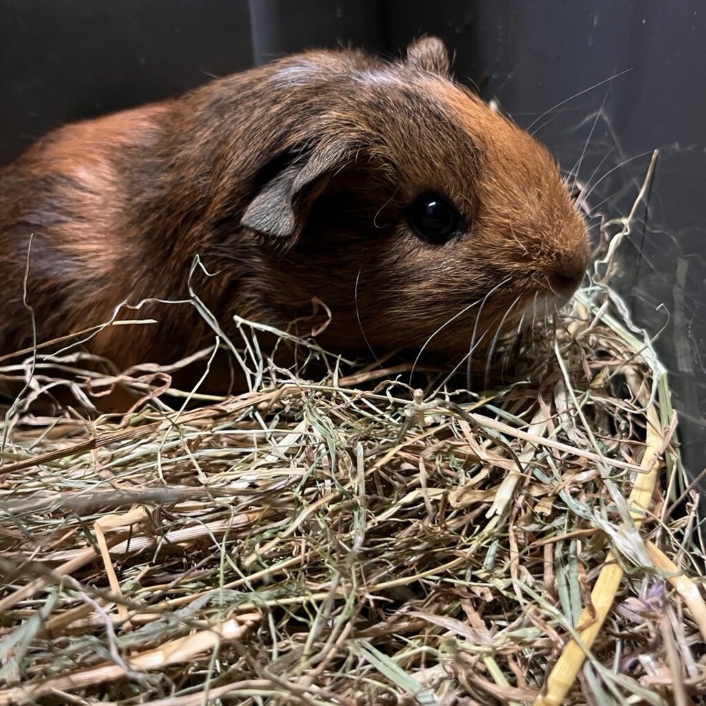 Barney's Barn Cavia Gladhaar man 0002