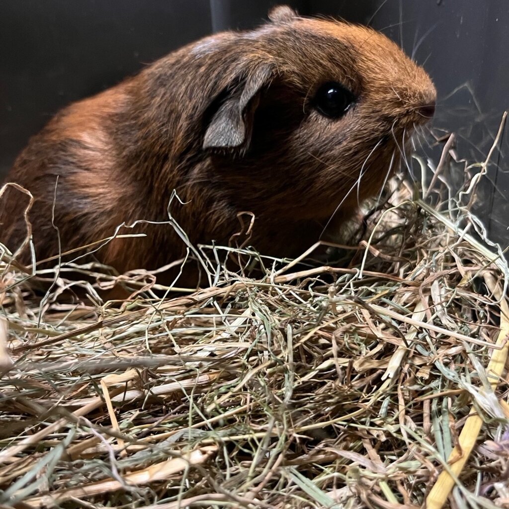 Barney's Barn Cavia Gladhaar man 0002