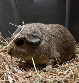 Barney's Barn Gladhaar cavia man 0003