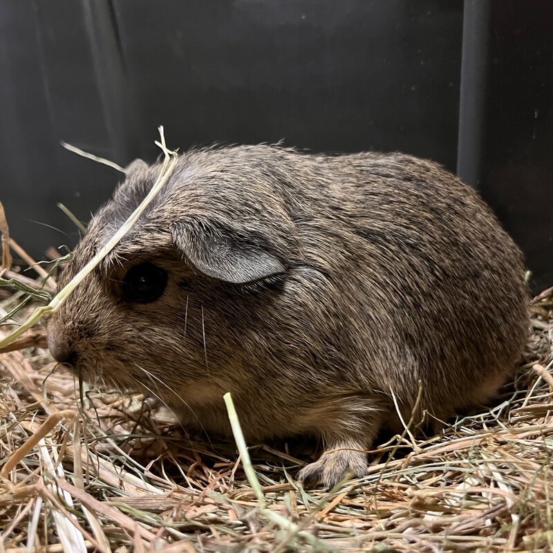 Barney's Barn Gladhaar cavia man 0003