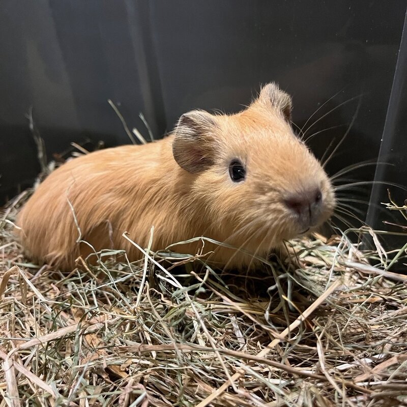 Barney's Barn Cavia Gladhaar man 0004