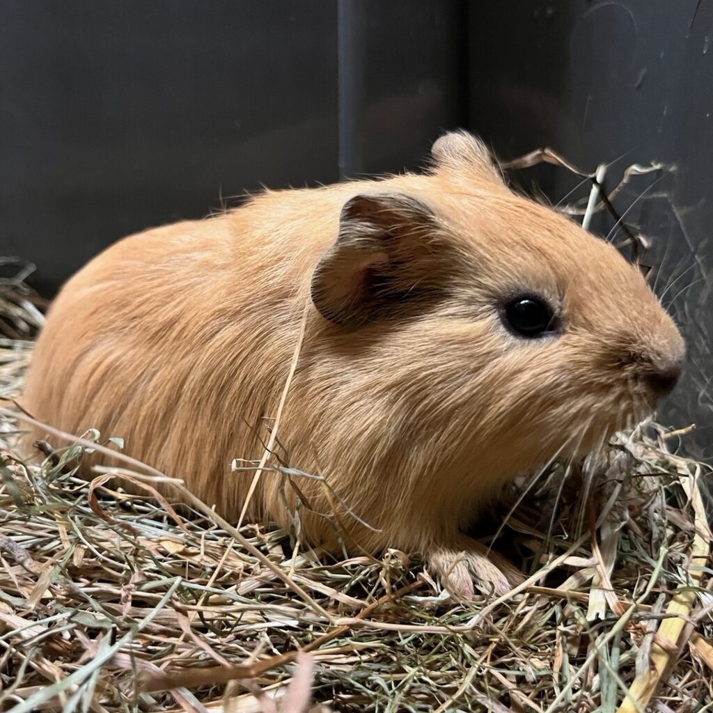 Barney's Barn Cavia Gladhaar man 0004