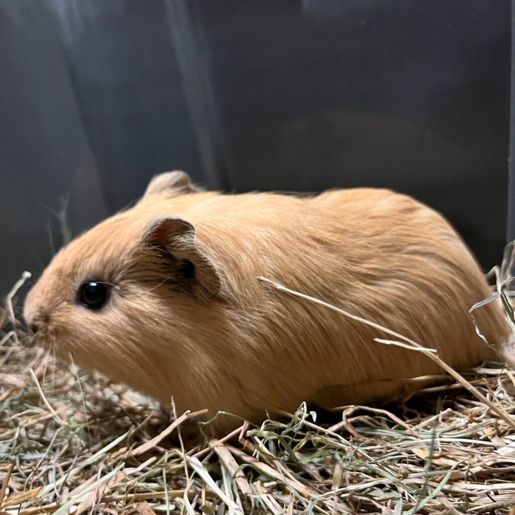 Barney's Barn Cavia Gladhaar man 0004
