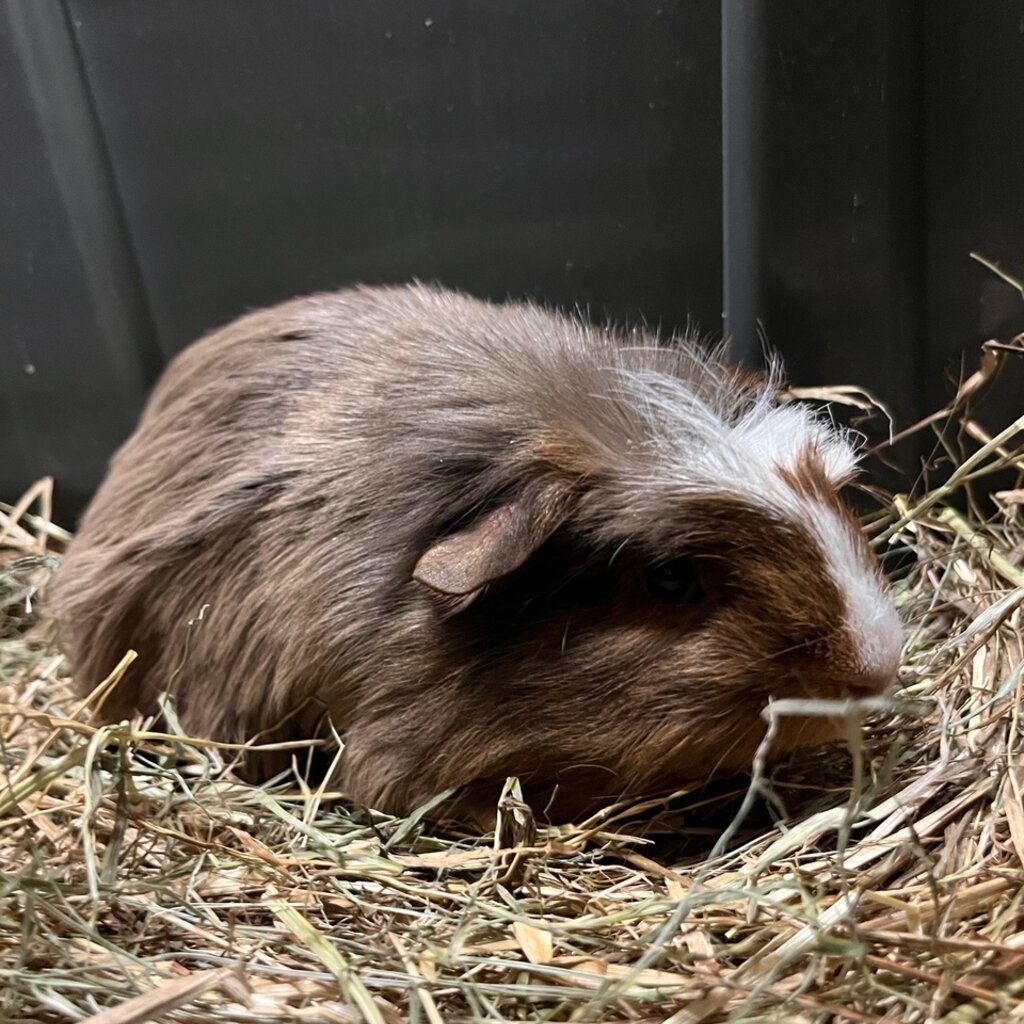 Barney's Barn Cavia Coronet man 0005