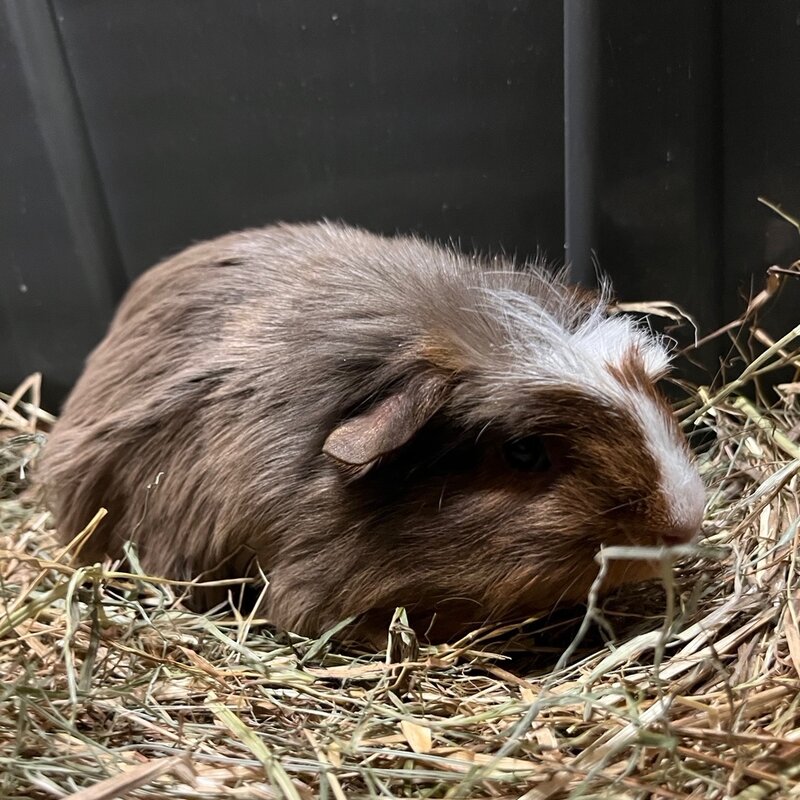 Barney's Barn Cavia Coronet man 0005