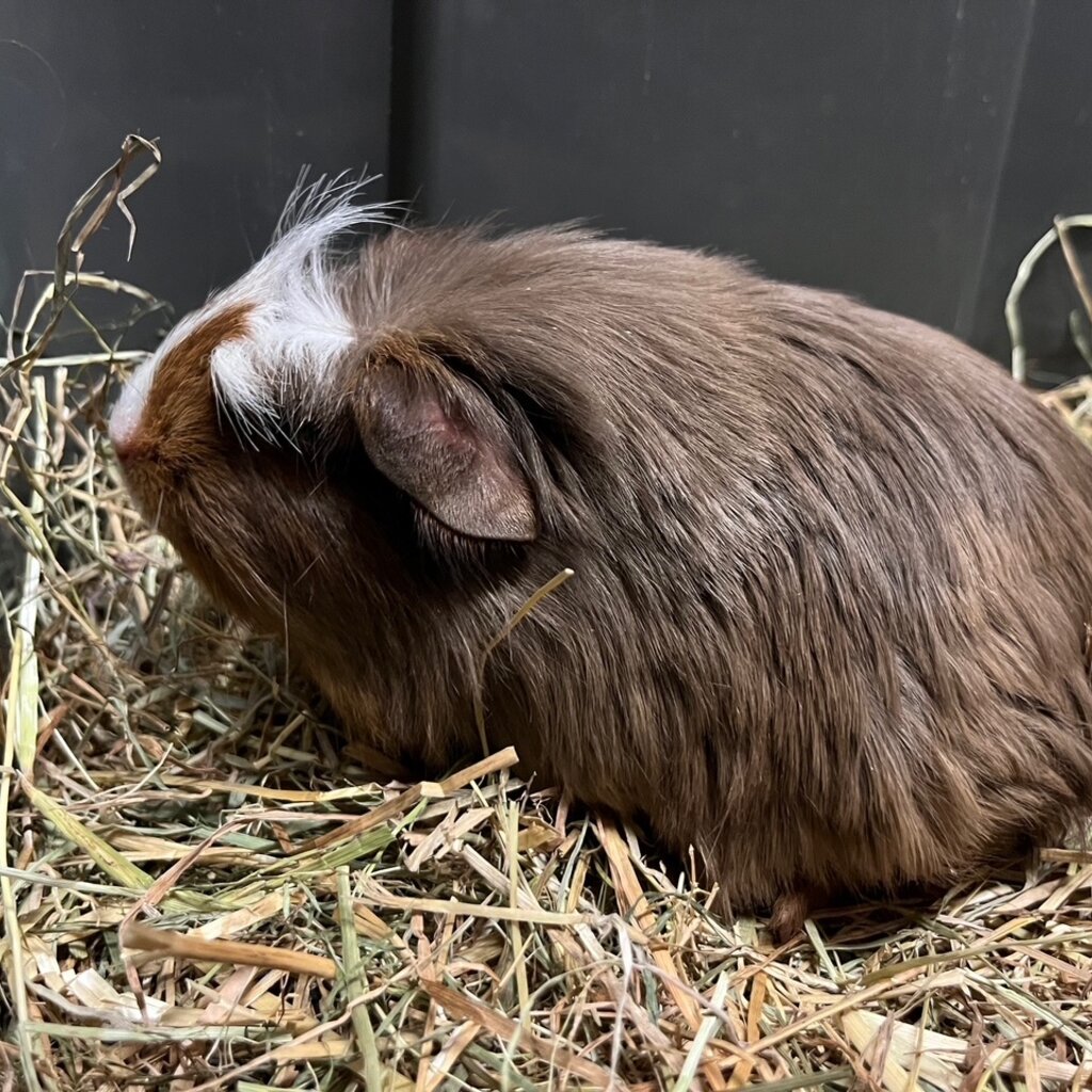 Barney's Barn Cavia Coronet man 0005