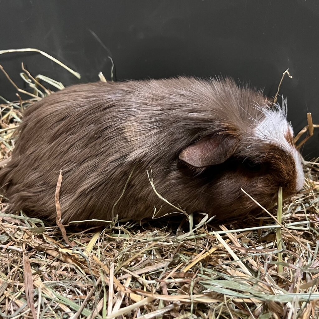 Barney's Barn Cavia Coronet man 0005