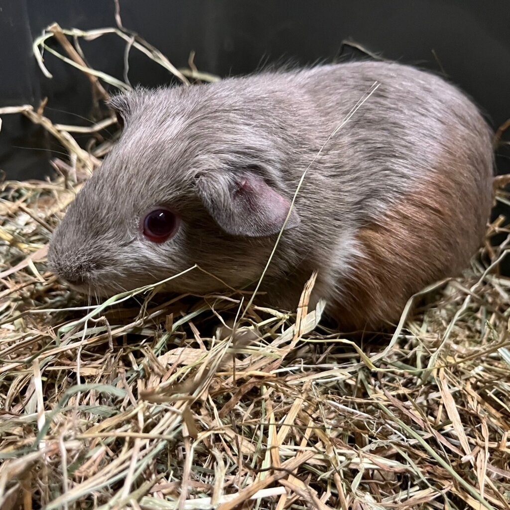 Barney's Barn Cavia Gladhaar man 0006