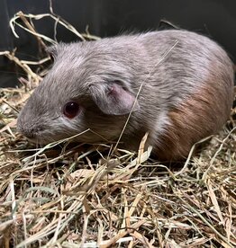 Barney's Barn Cavia Gladhaar man 0006