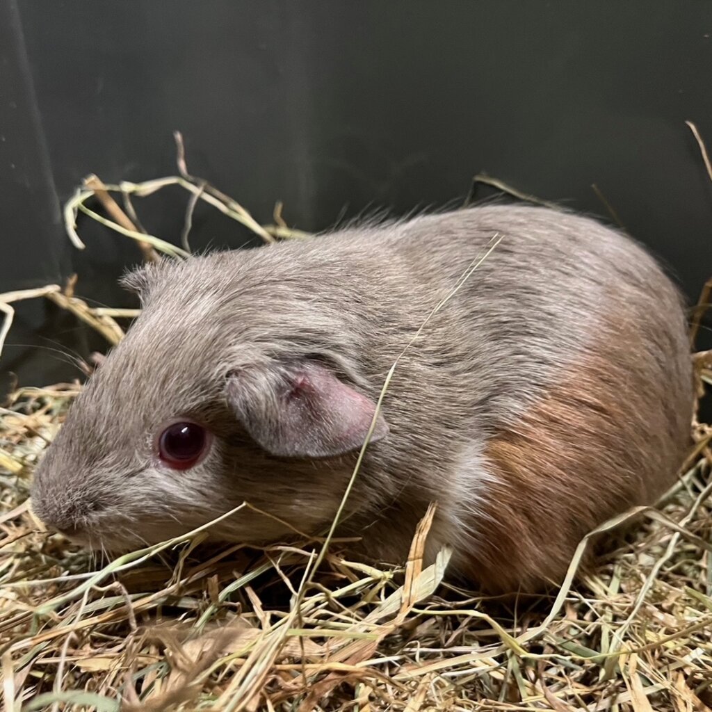Barney's Barn Cavia Gladhaar man 0006