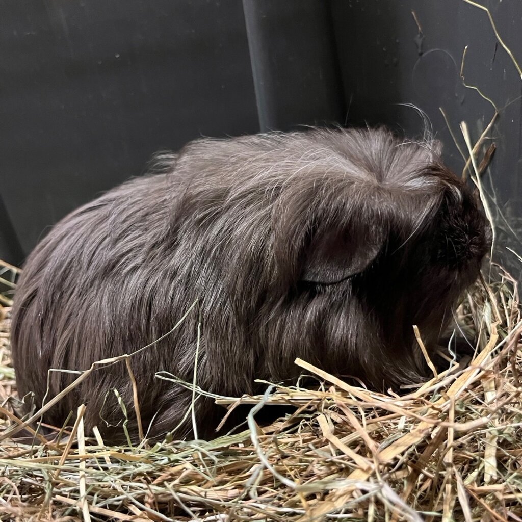 Barney's Barn Coronet Cavia man 0007
