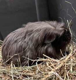 Barney's Barn Coronet Cavia man 0007