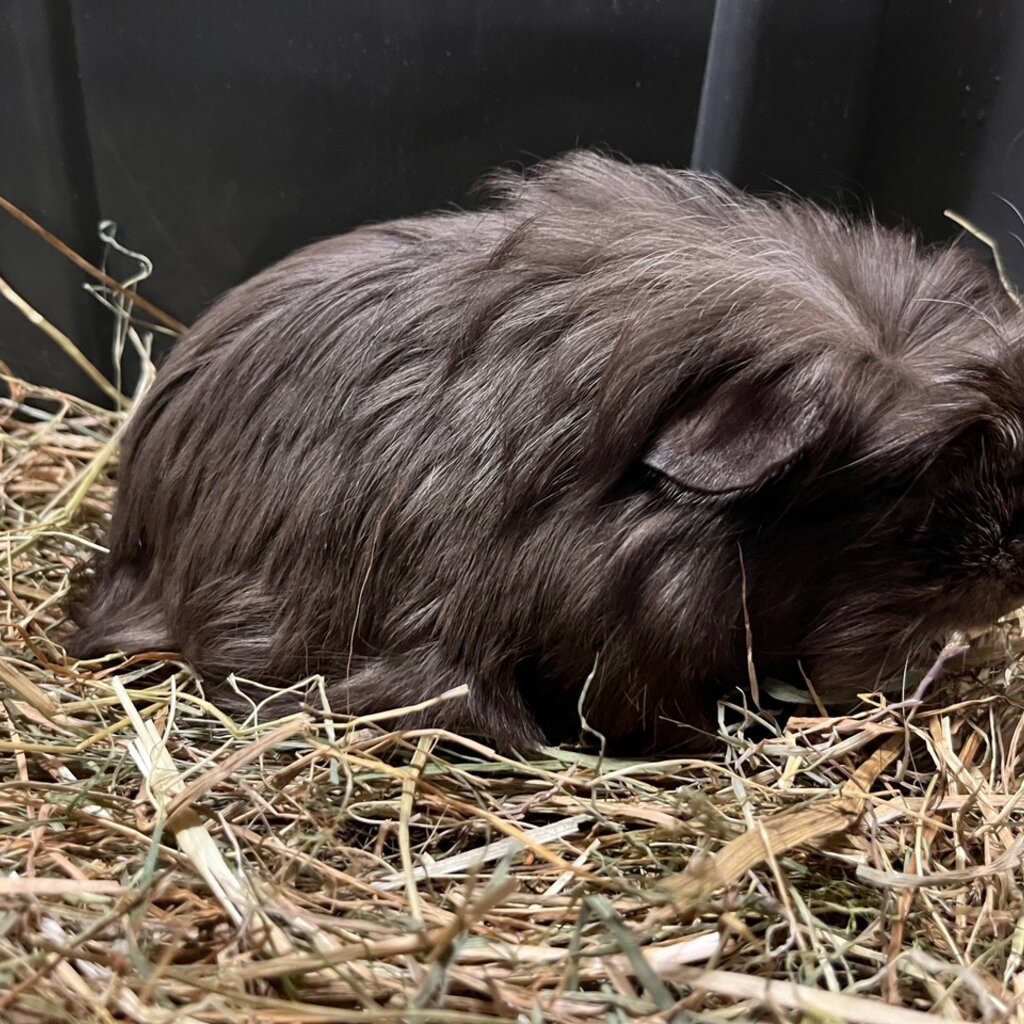 Barney's Barn Coronet Cavia man 0007