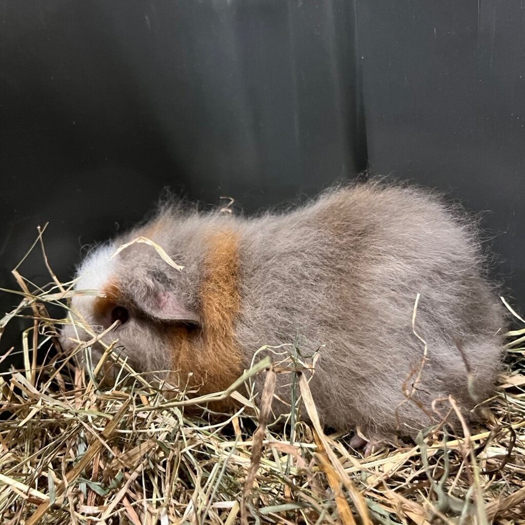 Barney's Barn CH-Teddy Cavia man 0008