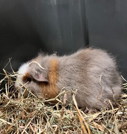 Barney's Barn CH-Teddy Cavia man 0008