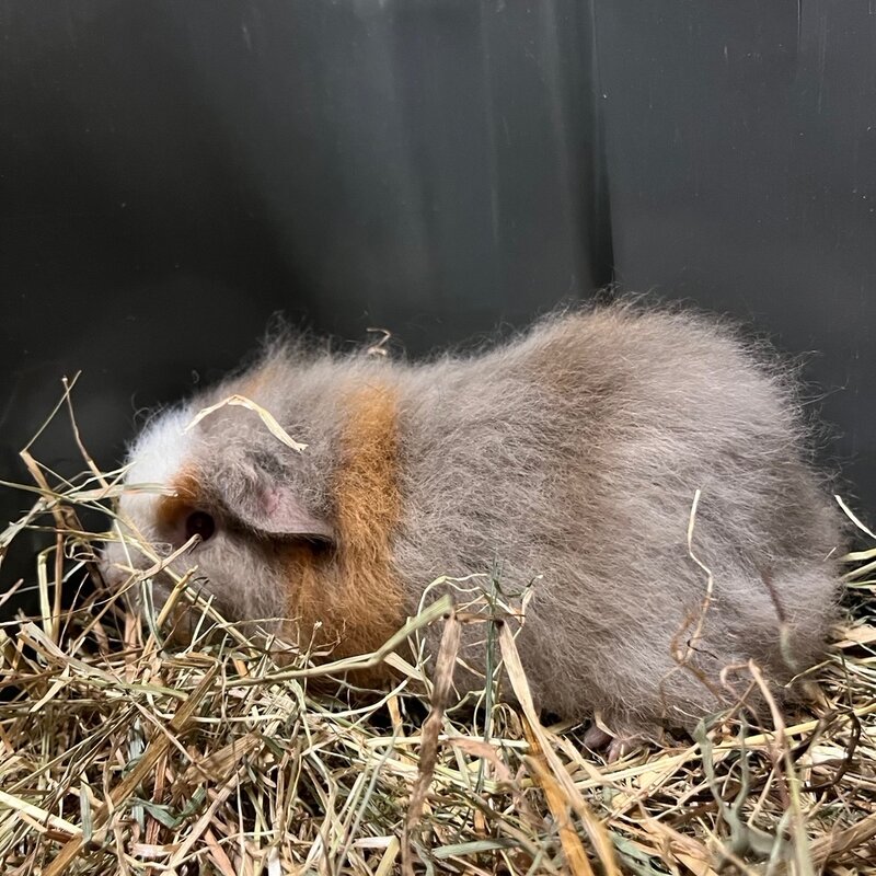 Barney's Barn CH-Teddy Cavia man 0008