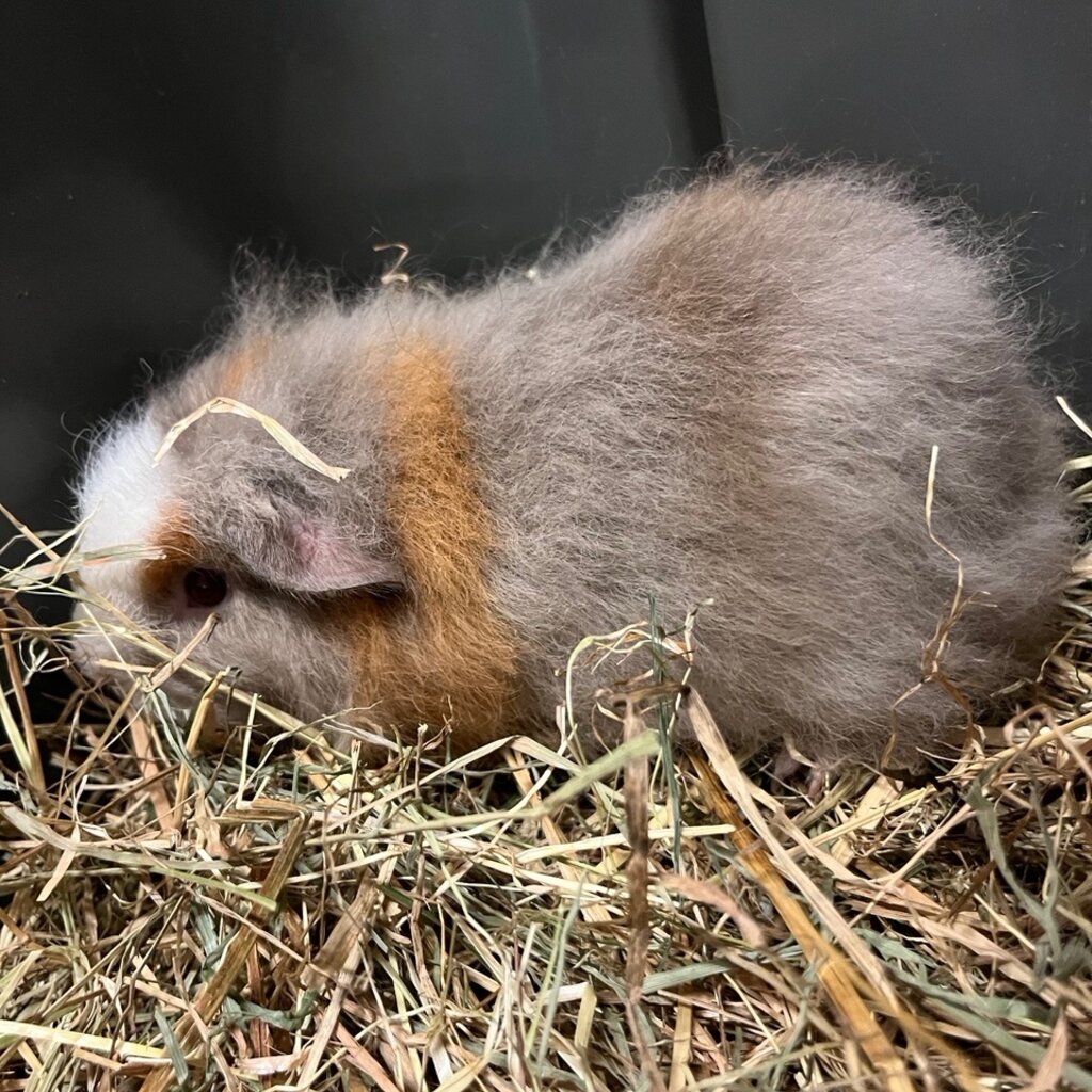 Barney's Barn CH-Teddy Cavia man 0008