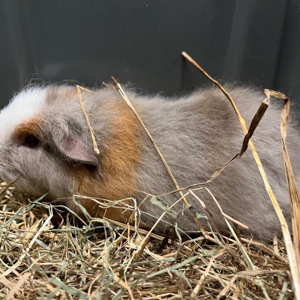 Barney's Barn CH-Teddy Cavia man 0008