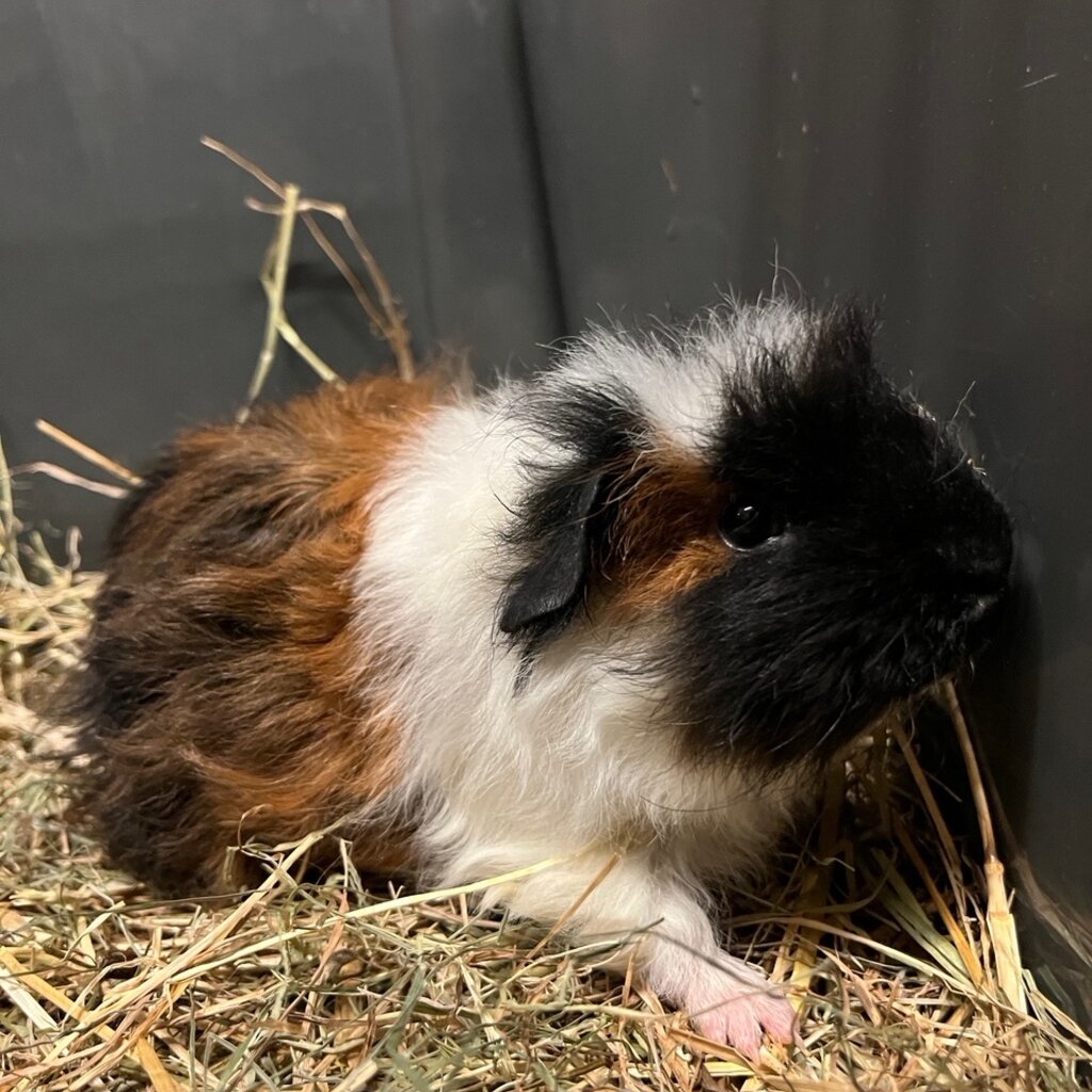 Barney's Barn Merino Cavia man 0009