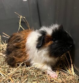 Barney's Barn Merino Cavia man 0009