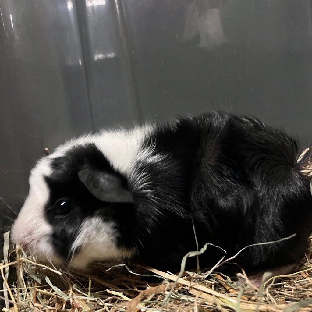 Barney's Barn Cavia Borstel man 0010