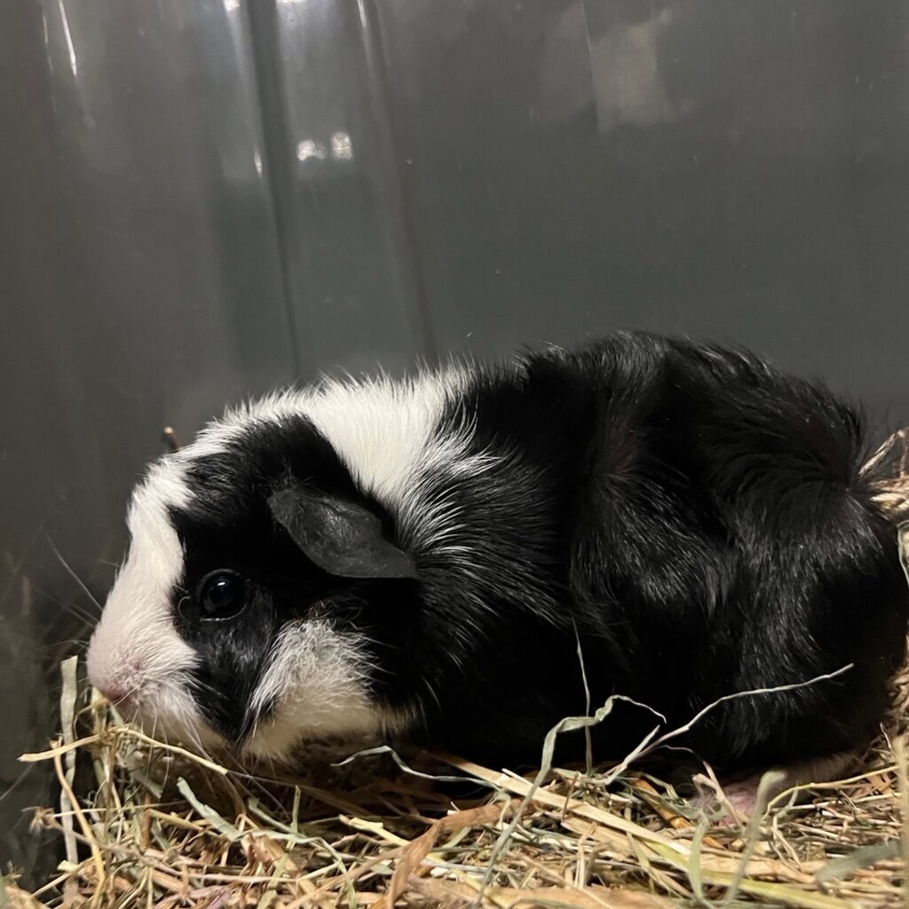 Barney's Barn Cavia Borstel man 0010