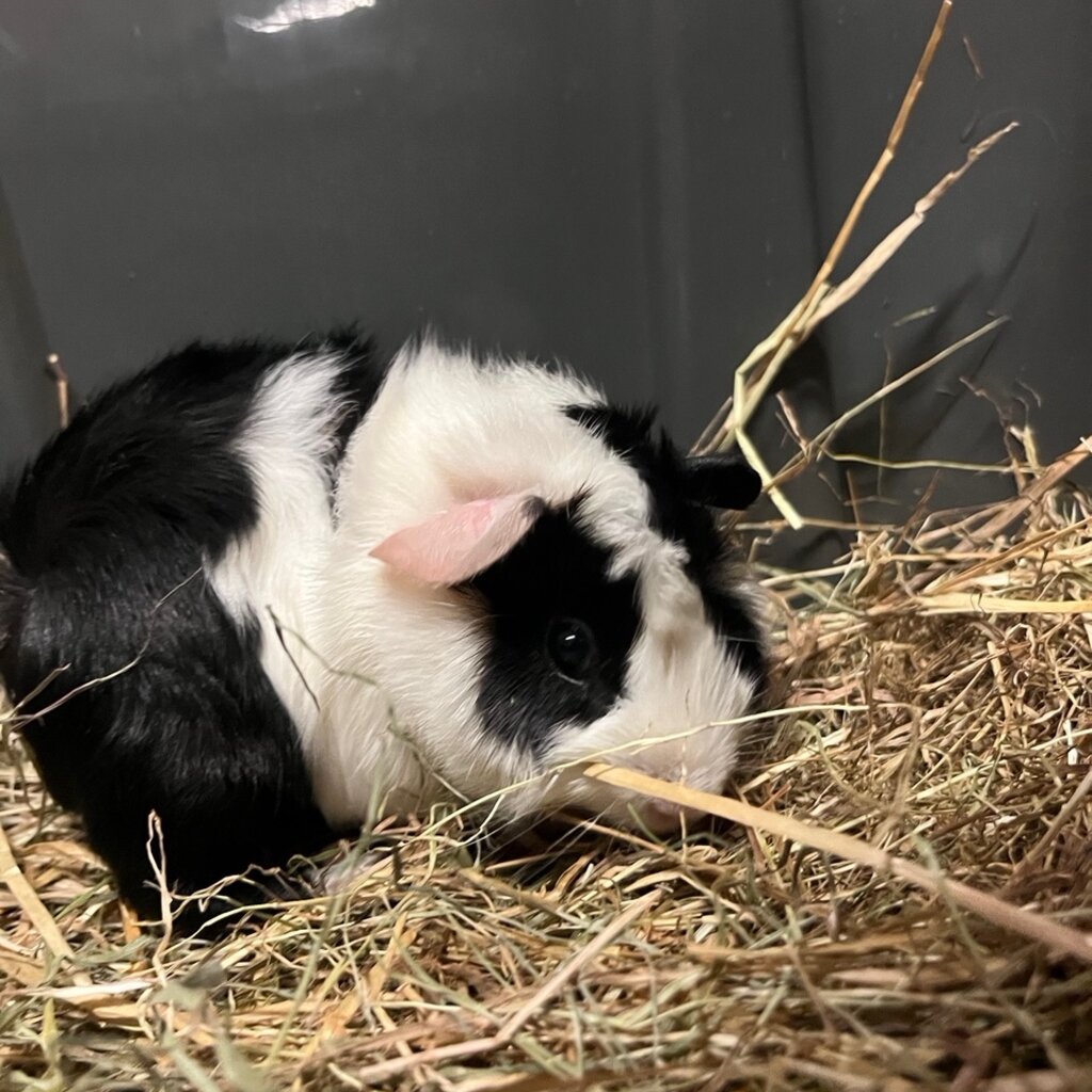 Barney's Barn Cavia Borstel man 0010
