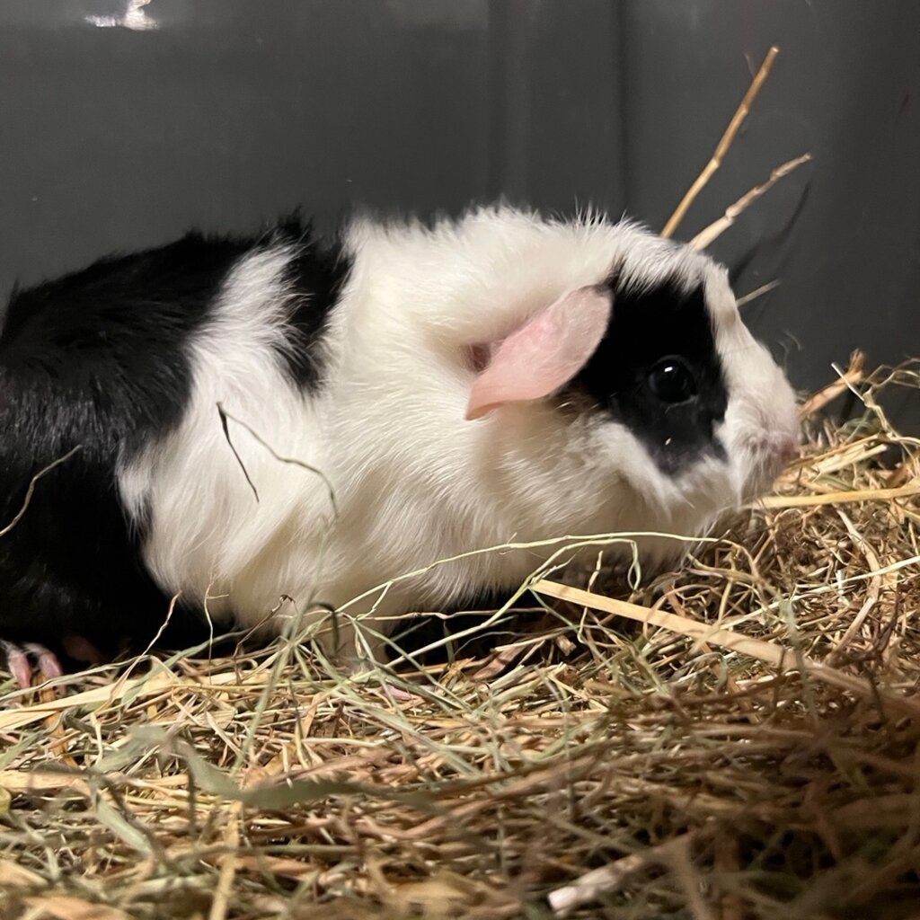 Barney's Barn Cavia Borstel man 0010