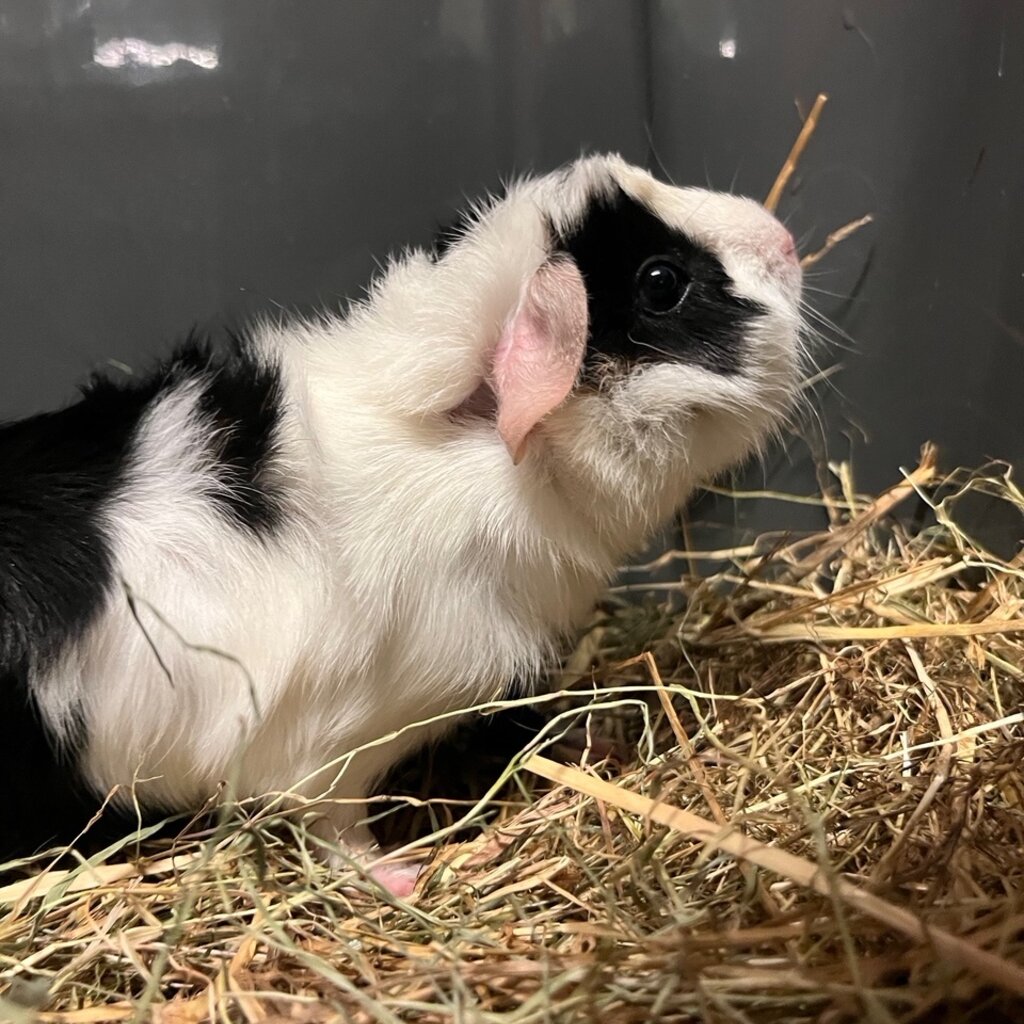 Barney's Barn Cavia Borstel man 0010