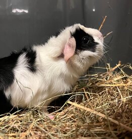 Barney's Barn Cavia Borstel man 0010