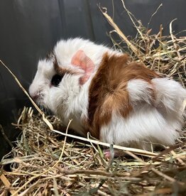 Barney's Barn Cavia Borstel man 0011