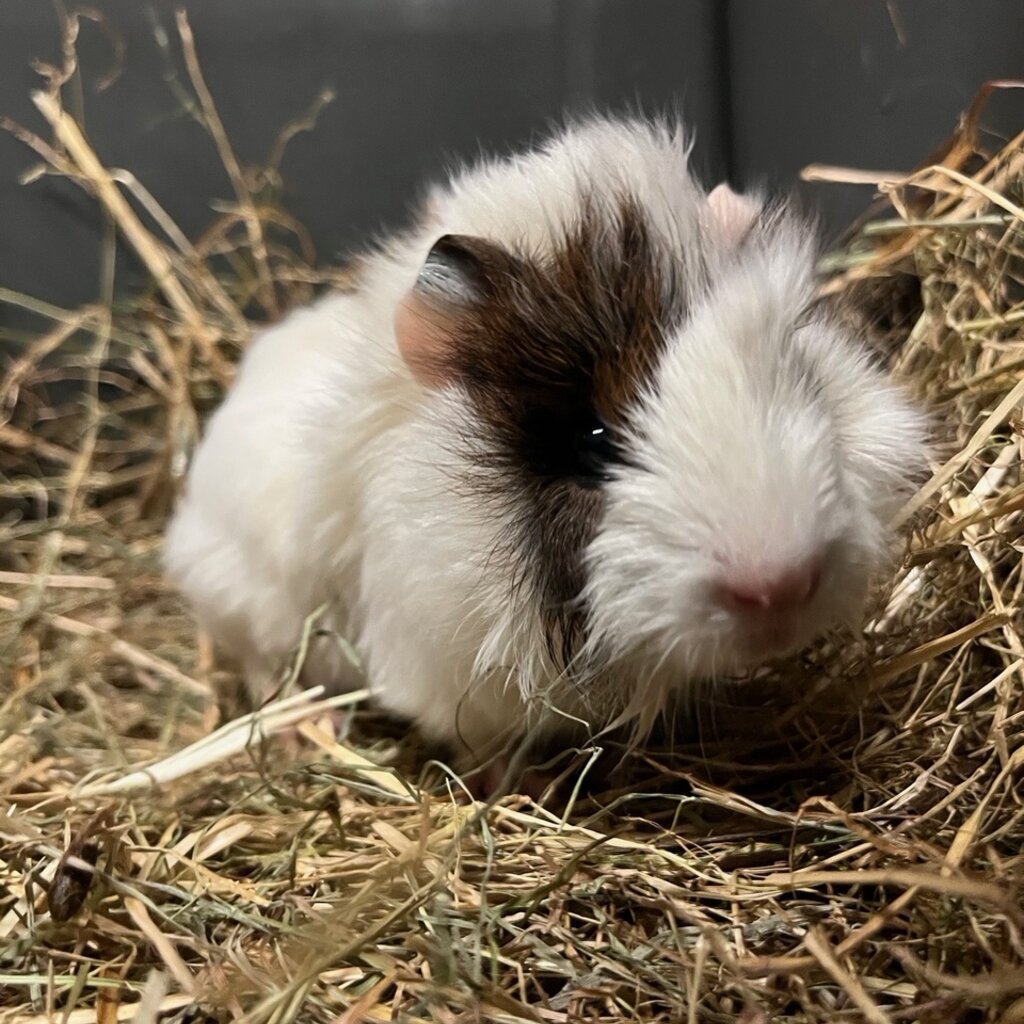 Barney's Barn Cavia Borstel man 0011