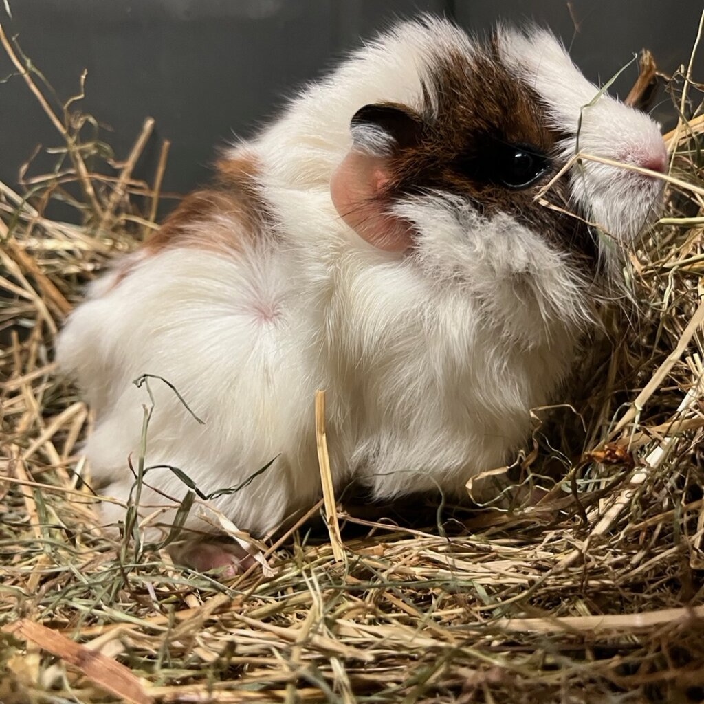 Barney's Barn Cavia Borstel man 0011
