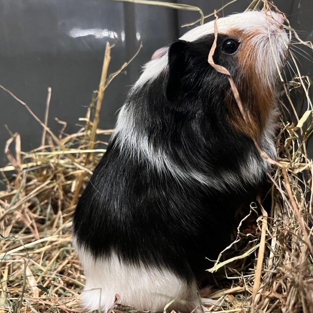 Barney's Barn Cavia Gladhaar man 0012
