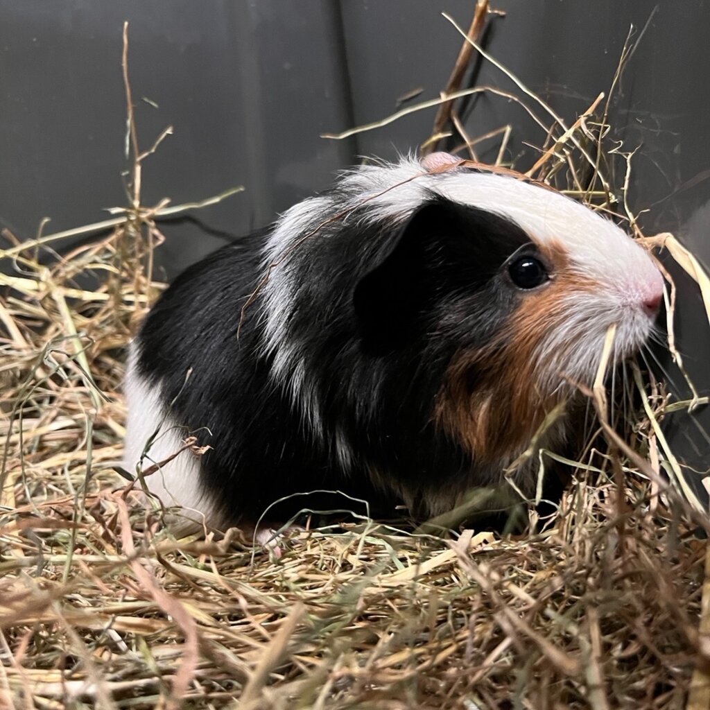 Barney's Barn Cavia Gladhaar man 0012