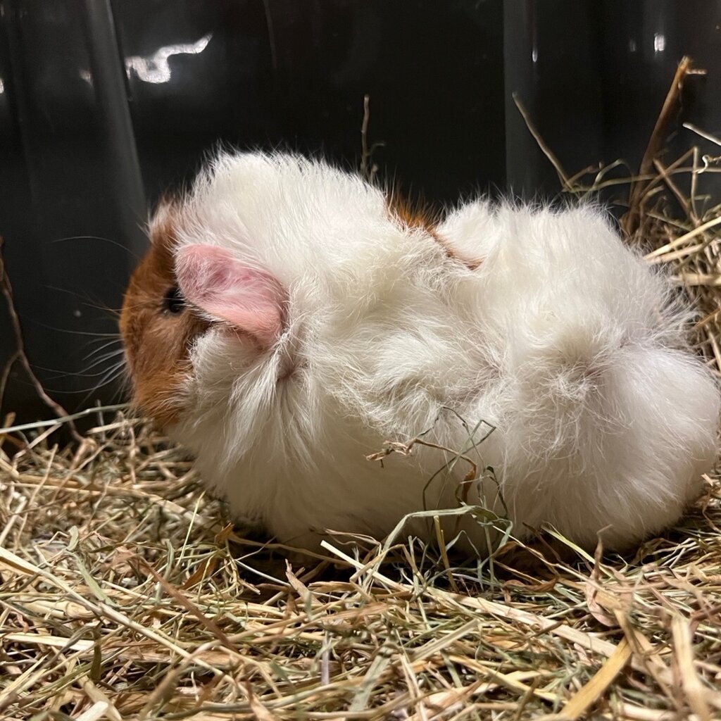 Barney's Barn Cavia Borstel man 0013