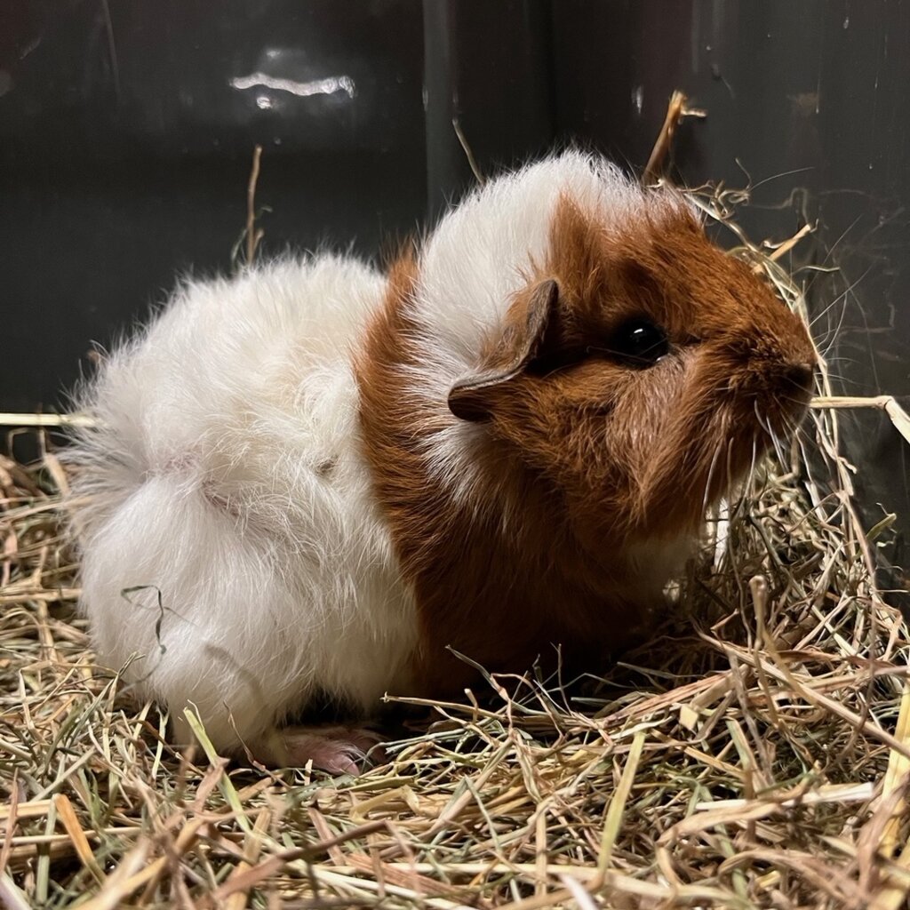 Barney's Barn Cavia Borstel man 0013