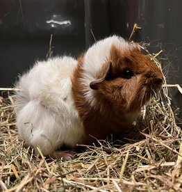Barney's Barn Cavia Borstel man 0013
