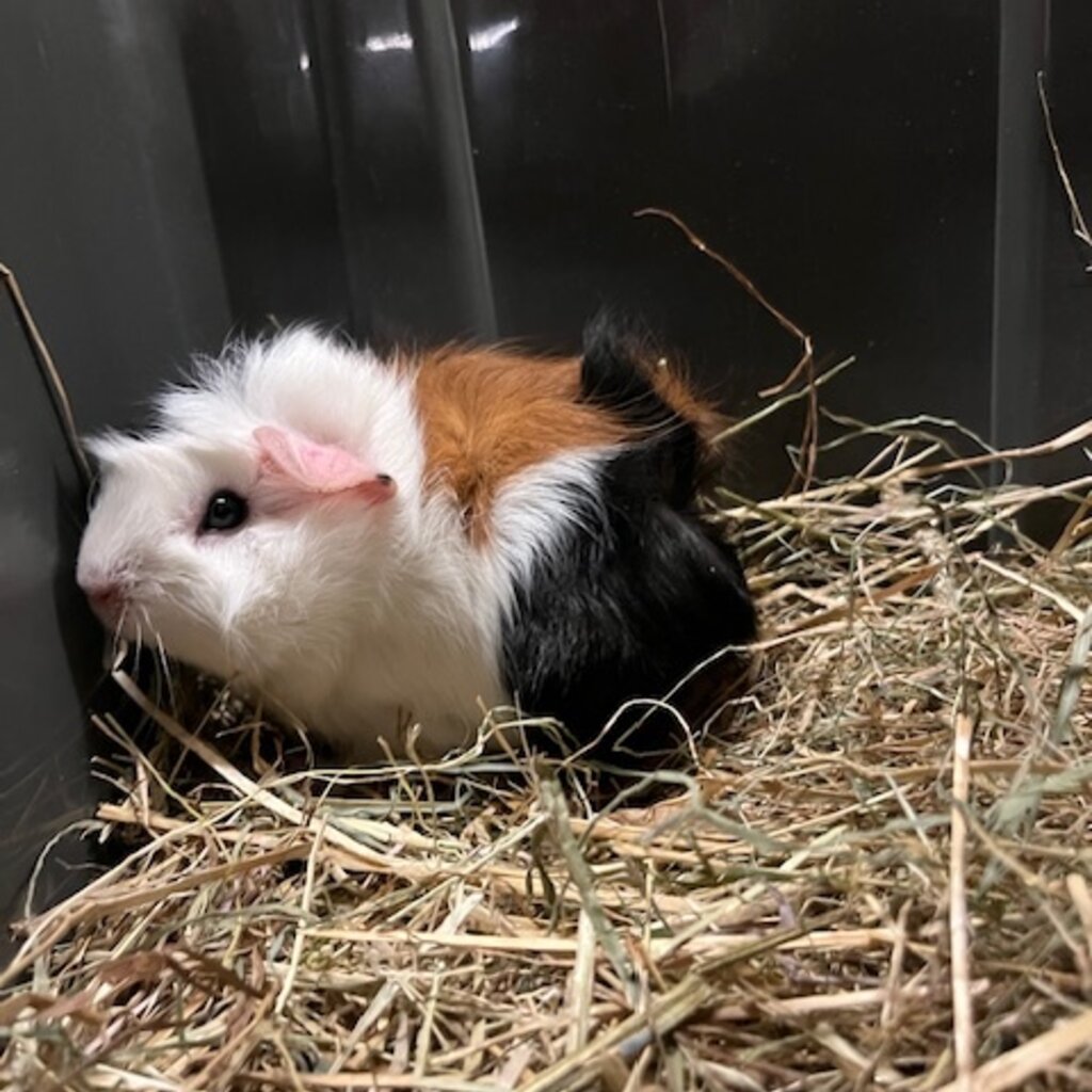 Barney's Barn Cavia Borstel man 0014