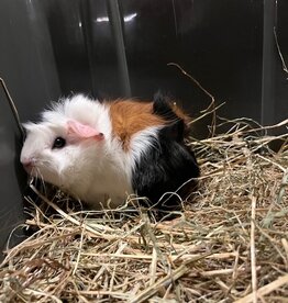 Barney's Barn Cavia Borstel man 0014