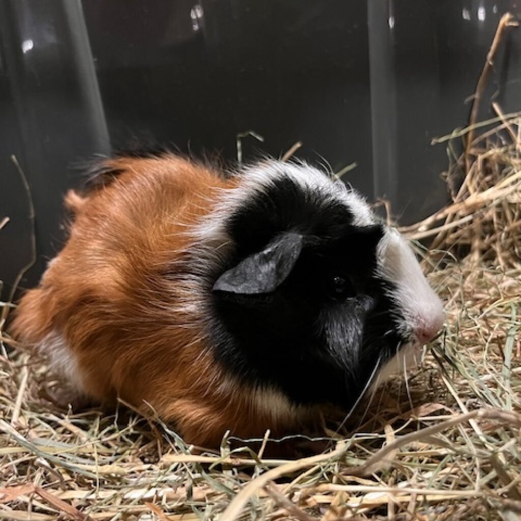 Barney's Barn Cavia Borstel man 0014