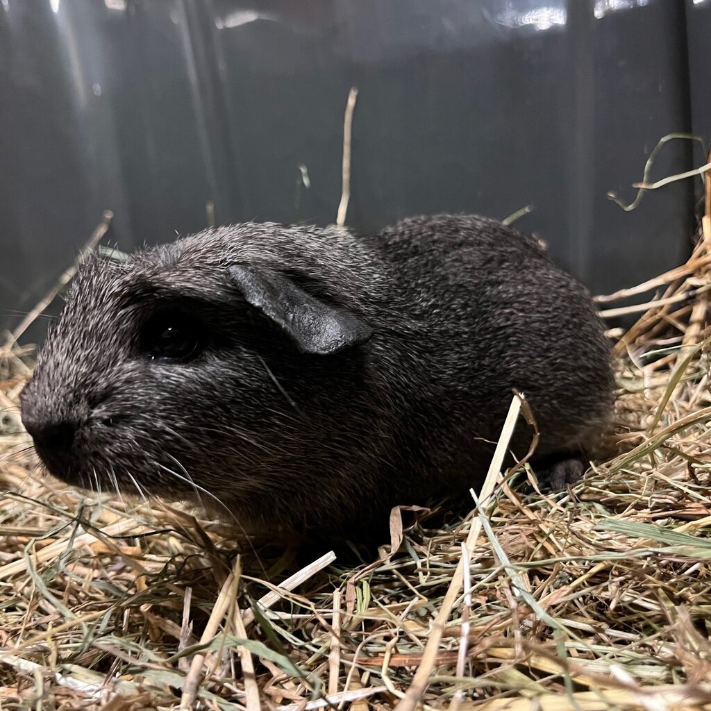 Barney's Barn Cavia Engels gekruind man 0015