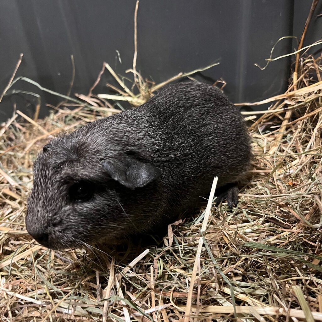 Barney's Barn Cavia Engels gekruind man 0015