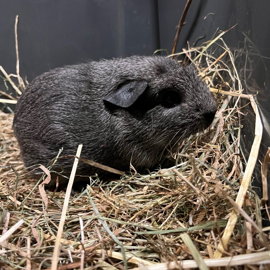 Barney's Barn Cavia Engels gekruind man 0015
