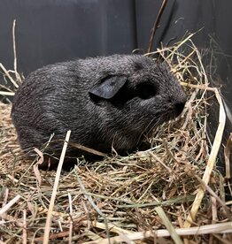 Barney's Barn Cavia Engels gekruind man 0015
