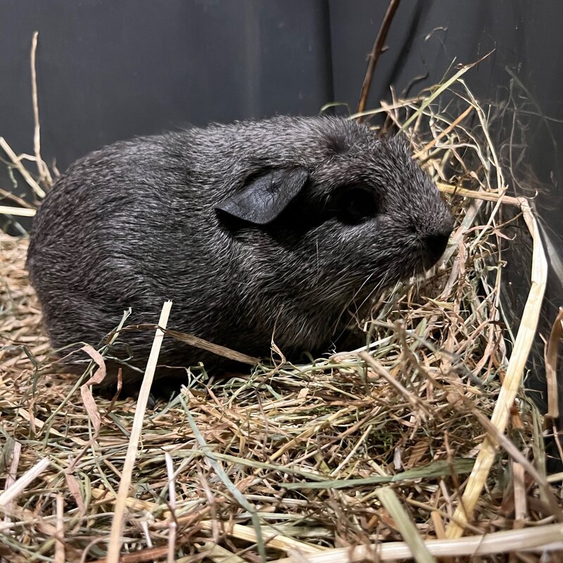 Barney's Barn Cavia Engels gekruind man 0015